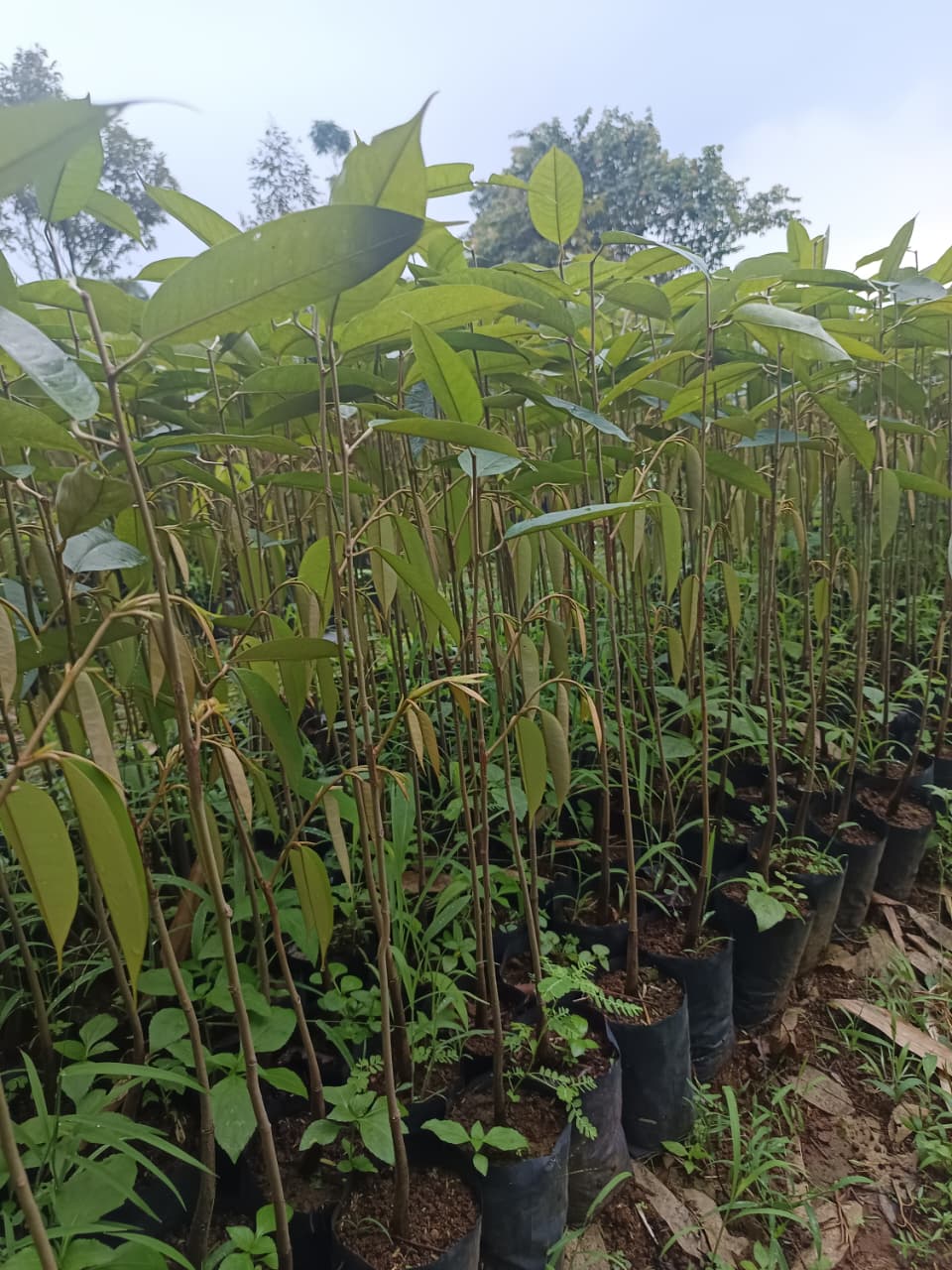 Tani Lestari